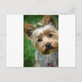 Yorkshire Terrier Puppy - "jjhelene design" Vykort