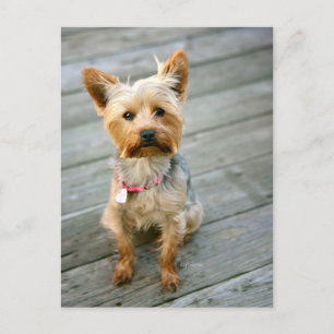 Yorkshire Terrier Puppy - jjhelene-design Vykort
