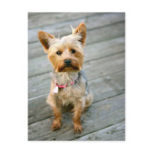 Yorkshire Terrier Puppy - jjhelene-design