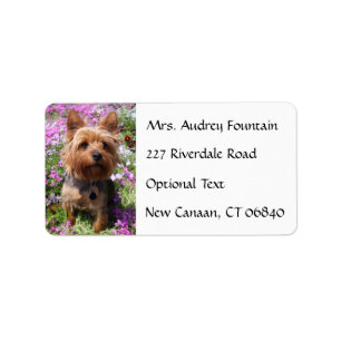 Yorkshire Terrier Puppy Namn Adress e-postmeddelan Adressetikett