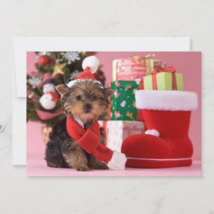 Yorkshire Terrier Puppy och jul Julkort