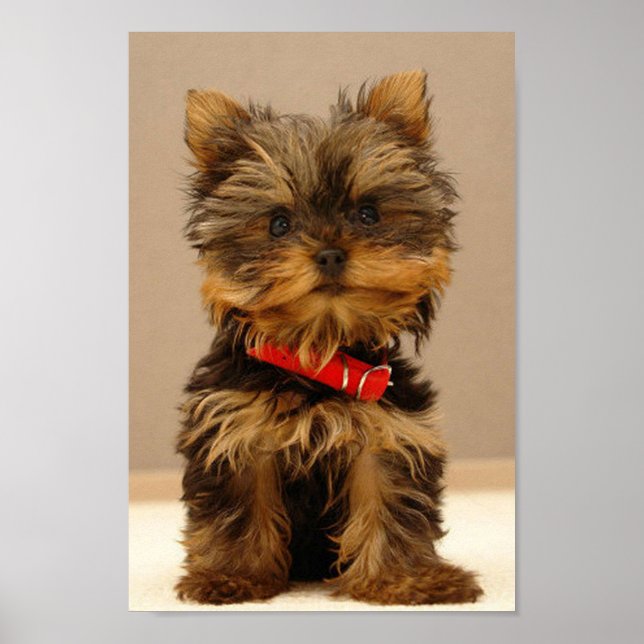 Yorkshire Terrier Puppy Poster (Framsidan)
