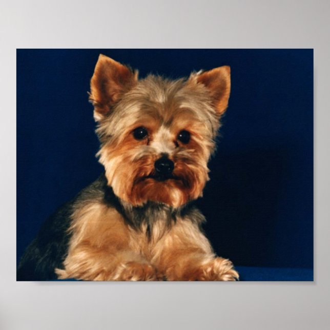 Yorkshire Terrier Puppy Poster (Framsidan)