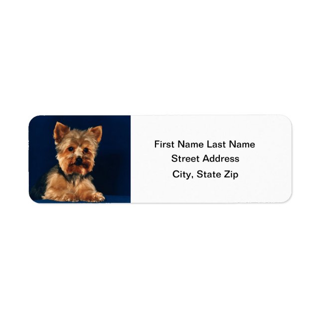 Yorkshire Terrier Puppy Returadress Etikett (Framsidan)