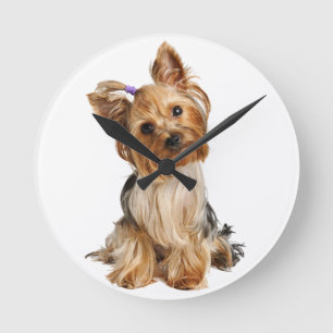 Yorkshire Terrier Puppy Rund Klocka