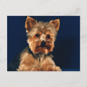 Yorkshire Terrier Puppy Vykort