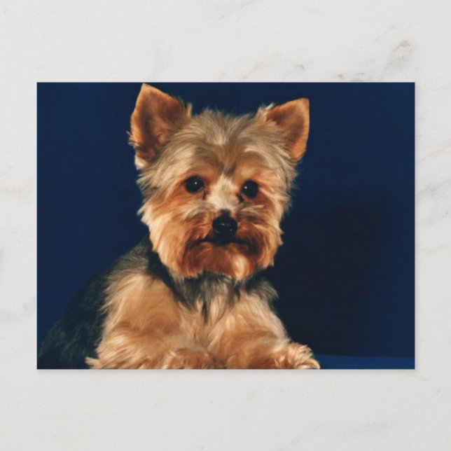 Yorkshire Terrier Puppy Vykort (Framsida)