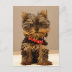 Yorkshire Terrier Puppy Vykort