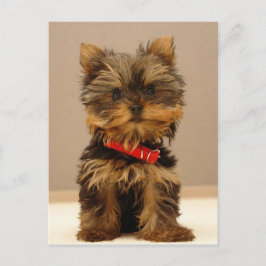 Yorkshire Terrier Puppy Vykort