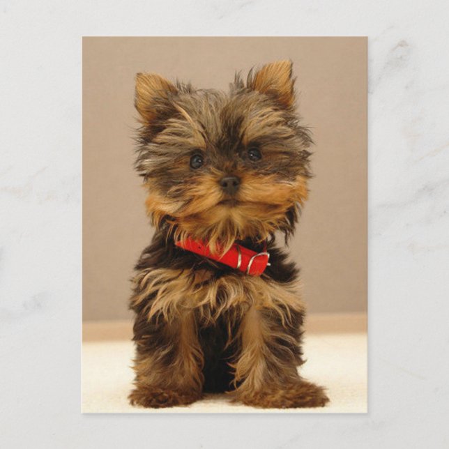 Yorkshire Terrier Puppy Vykort (Framsida)
