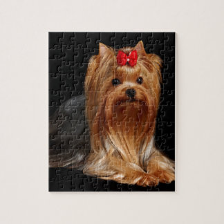 Yorkshire Terrier Pussel