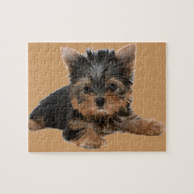 YORKSHIRE TERRIER PUSSEL (Horisontell)