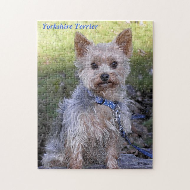 Yorkshire Terrier Pussel (Vertikal)