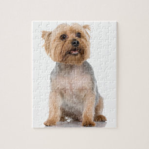 Yorkshire Terrier Pussel