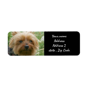 Yorkshire Terrier Returadress Etikett