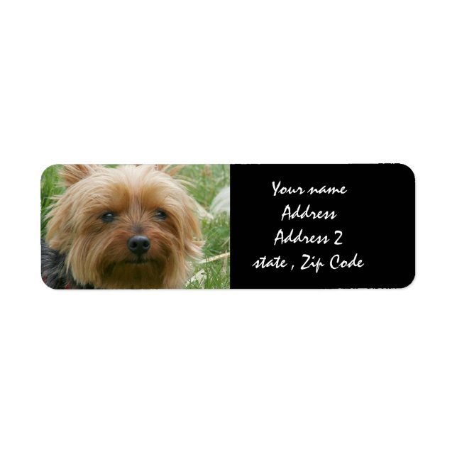 Yorkshire Terrier Returadress Etikett (Framsidan)