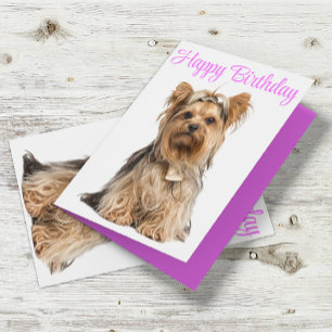 Yorkshire Terrier Rosa Cute Yorkie Grattis på föde Kort