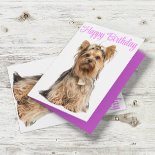 Yorkshire Terrier Rosa Cute Yorkie Grattis på föde Kort