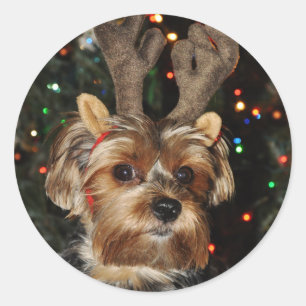 Yorkshire Terrier Round Sticker Runt Klistermärke