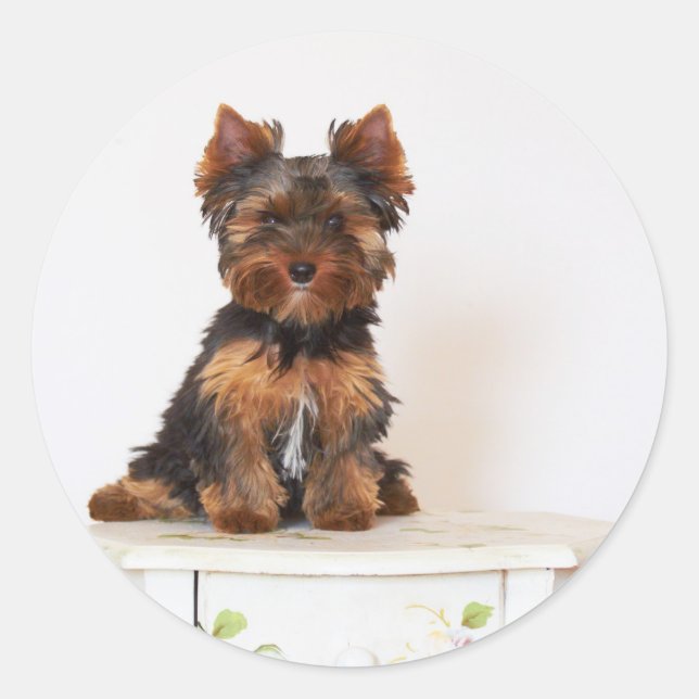 Yorkshire Terrier Runt Klistermärke (Framsida)