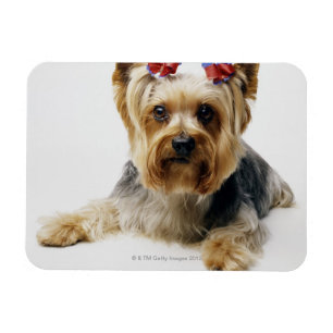 Yorkshire terrier som ha på sig röda pilbågar magnet