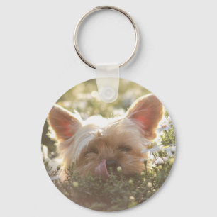 Yorkshire Terrier som lägger i solen som slickar Nyckelring
