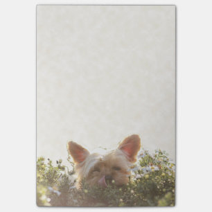Yorkshire Terrier som lägger i solen som slickar Post-it Block