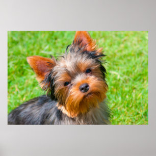 Yorkshire Terrier som tittar upp Poster