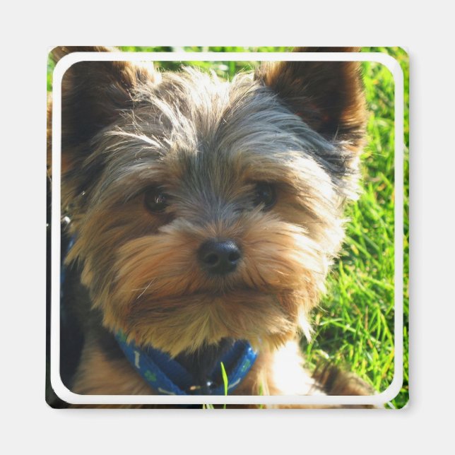 Yorkshire Terrier Square Magnet (Framsidan)