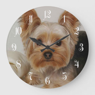 Yorkshire Terrier Stor Klocka