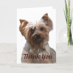Yorkshire Terrier - tack Kort