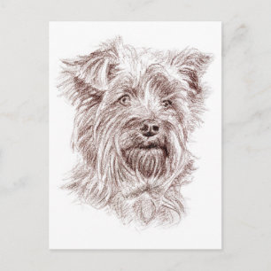 Yorkshire Terrier Teckning Vykort