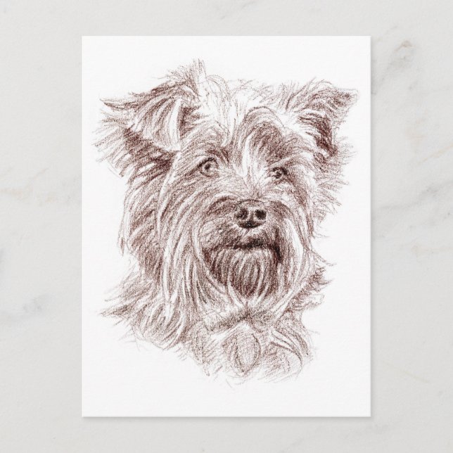 Yorkshire Terrier Teckning Vykort (Framsida)
