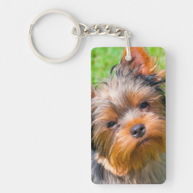 Yorkshire Terrier tittar upp (Framsidan)