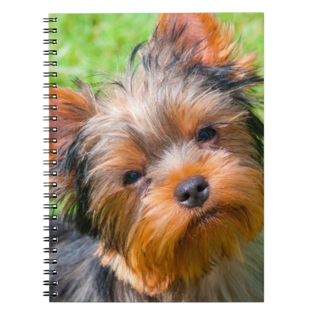 Yorkshire Terrier tittar upp Anteckningsbok (Framsidan)