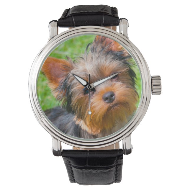 Yorkshire Terrier tittar upp Armbandsur (Framsida)