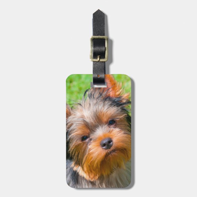 Yorkshire Terrier tittar upp Bagagebricka (Vertikal Framsida)