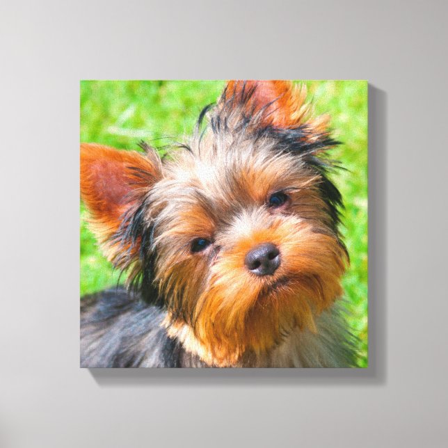 Yorkshire Terrier tittar upp Canvastryck (Framsida)
