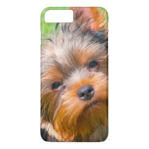 Yorkshire Terrier tittar upp