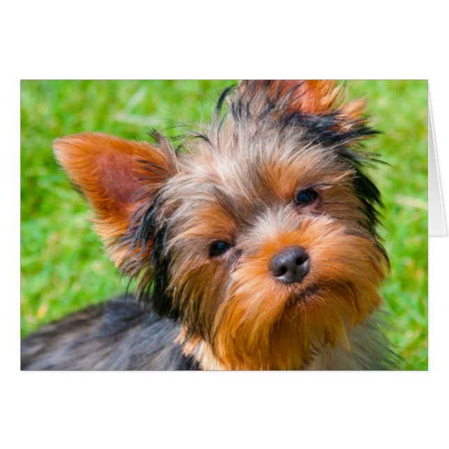 Yorkshire Terrier tittar upp Hälsningskort (Framsidan Horizontal)