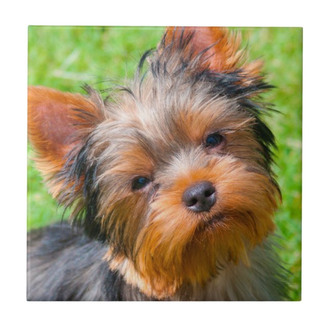 Yorkshire Terrier tittar upp Kakelplatta (Framsidan)