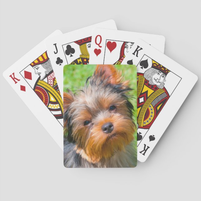 Yorkshire Terrier tittar upp Kortlek (Baksidan)