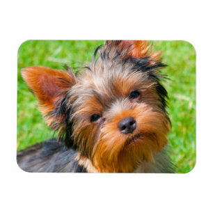 Yorkshire Terrier tittar upp Magnet