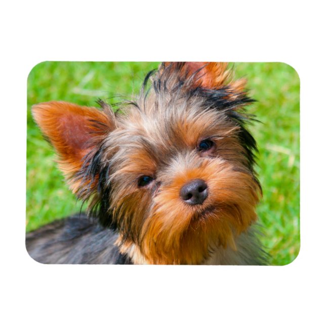 Yorkshire Terrier tittar upp Magnet (Horisontell)