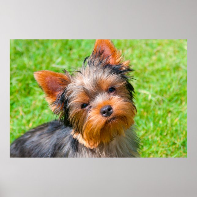 Yorkshire Terrier tittar upp Poster (Framsidan)