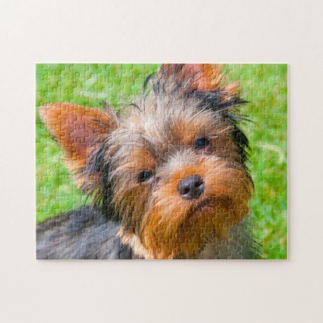 Yorkshire Terrier tittar upp Pussel (Horisontell)
