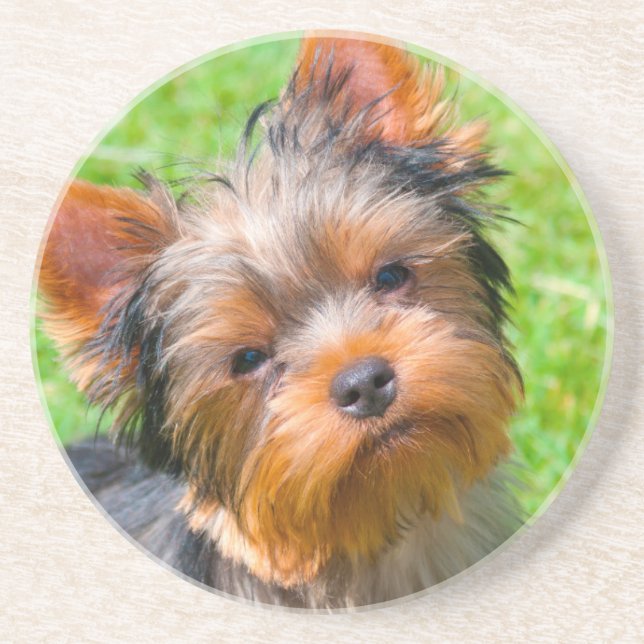 Yorkshire Terrier tittar upp Underlägg (Framsidan)