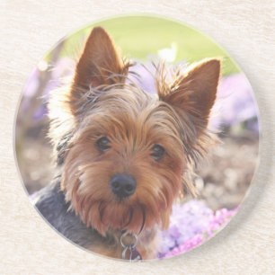 Yorkshire Terrier Underlägg