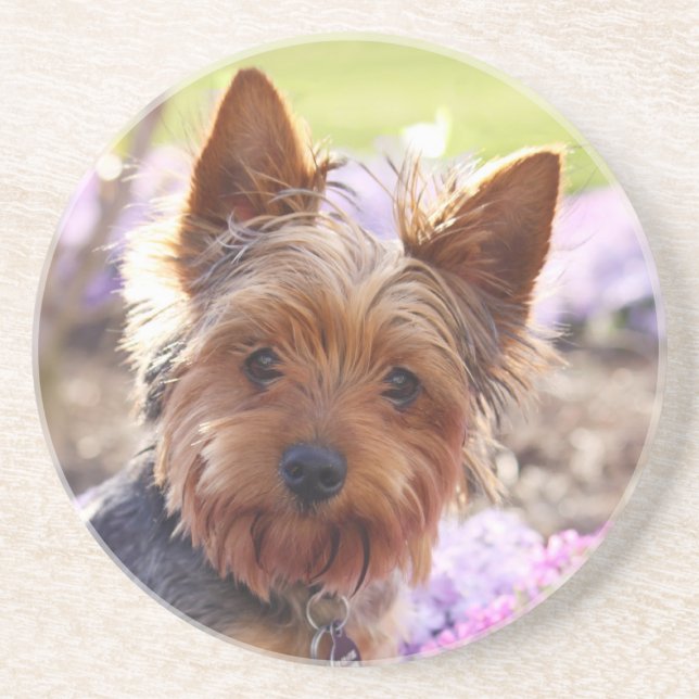 Yorkshire Terrier Underlägg (Framsidan)