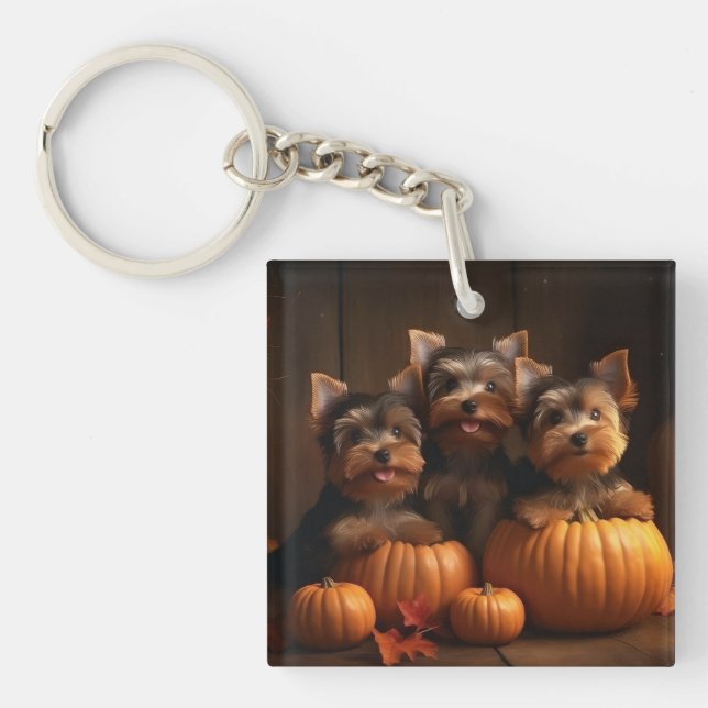 Yorkshire Terrier Valp Höstglädje Pumpa  (Framsidan)